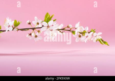 Weißer Frühling blüht auf einem Baum Zweig über rosa Hintergrund Nahaufnahme. Stockfoto