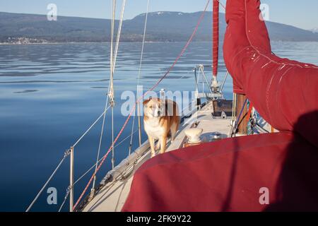 Ein Husky St Bernard Mix Hund steht auf dem Seite eines Segelbootes an einem sonnigen Tag in British Columbia Sunshine Coast beim Segeln in den Hafen Stockfoto