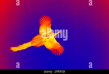 Pfau mit dem langen Schwanz im Flug im wissenschaftlichen High-Tech Wärmebildkamera im Nachthintergrund Stockfoto