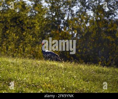 Die Türkei entsteht aus dem Waldrand. Es steht auf einem grasbewachsenen Hügel und steht in Silhouette mit der Sonne, die durch sein Wddel scheint. Stockfoto