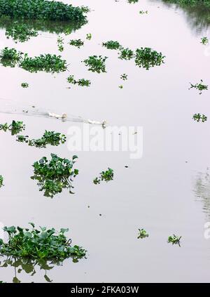 Wasserhyazinthe (Eichhornia) wächst auf dem See. Es ist invasive Pflanzenarten aus Amerika. Pflanze reinigt Reservoir von Phosphaten, aber verhindert die Navigation. M Stockfoto