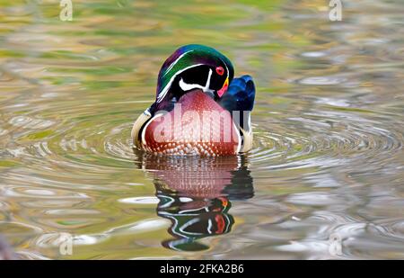 Wunderschöne Holzente drake, der seine Federn prezt, während er auf einem ruhigen See schwimmt Stockfoto