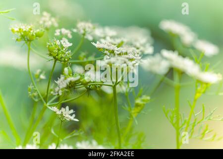 Gereifte Korianderblüten und Samen im Küchengarten, auch bekannt als Coriandrum sativum, Koriander, chinesische Petersilie oder Dhania, ist ein jährliches Kraut im f Stockfoto