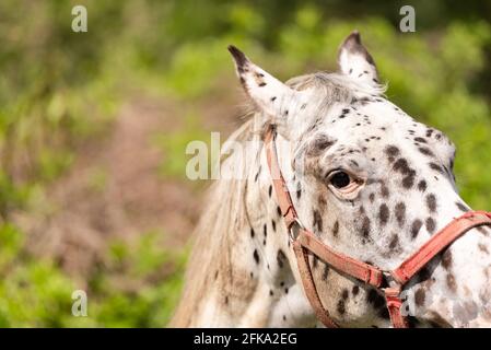 Weißes Pferd mit Flecken. Das Pferd schaut dich mit seinem rechten Auge genau an. Nahaufnahme des Pferdekopfes. Stockfoto