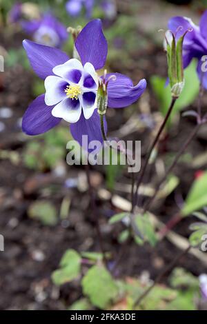 Aquilegia vulgaris ‘Winky Blue and White’ Columbine oder Granny’s Haube Winky Blue and White – lila Blüten mit geschwungenen Spornen, April, England, Großbritannien Stockfoto