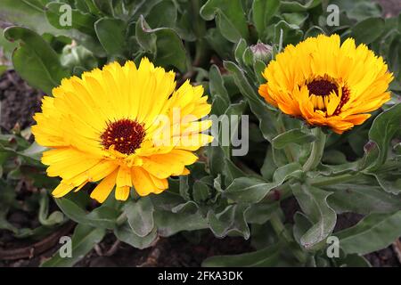 Calendula officinalis Pot Ringelblume – gelbe Gänseblümchen-ähnliche Blüten mit medizinischen Eigenschaften, April, England, Großbritannien Stockfoto