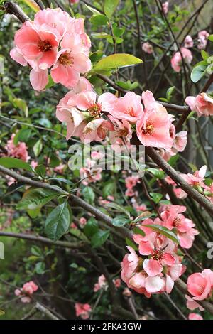 Chaenomeles speciosa ‘Madame Butterfly’ / ‘Whitice’ Japanische blühende Quitte Madame Butterfly – rosa und weiße Blüten, April, England, Großbritannien Stockfoto