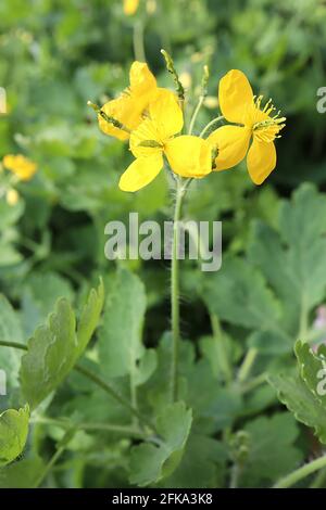Chelidonium majus Großcelandin – goldgelbe Blüten an hohen Stielen, April, England, Großbritannien Stockfoto