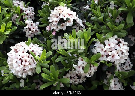 Daphne x transatlantica ‘Eternal Fragrance’ / ‘Blafra’ Daphne Eternal Fragrance – kleine weiße, stark duftende Blüten im Frühling und Sommer, AP Stockfoto