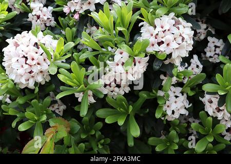 Daphne x transatlantica ‘Eternal Fragrance’ / ‘Blafra’ Daphne Eternal Fragrance – kleine weiße, stark duftende Blüten im Frühling und Sommer, AP Stockfoto