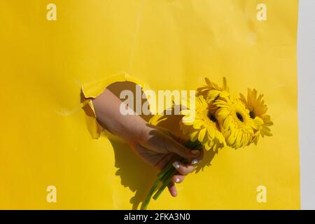 Weibliche Hand hält einen gelben Gerbera-Blumenstrauß auf Gelb Hintergrund Stockfoto