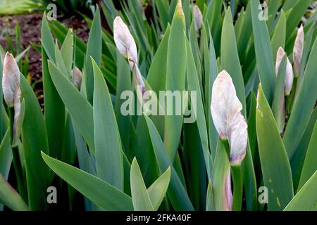 Iris-Schaft Hellbraune papierartige Abdeckung von Iris-Schaft und graugrünen schwertförmigen Blättern, April, England, Großbritannien Stockfoto