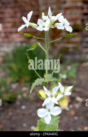 Lunaria annua var. albiflora gemeinsame Ehrlichkeit Albiflora – weiße Blüten und große herzförmige Blätter an sehr hohen Stielen, April, England, Großbritannien Stockfoto