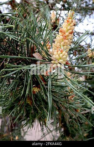 Pinus sylvestris männliche Blume Schotten Kiefer männliche Blume – gelbe Pollenkegel und lange blau-grüne Nadelblätter, April, England, Großbritannien Stockfoto