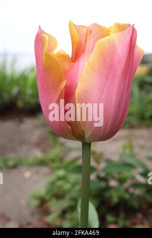 Tulipa ‘Menton’ Single Ende 5 Menton Tulpe - tiefrosa Blütenblätter, weiche orangefarbene Ränder, April, England, Großbritannien Stockfoto