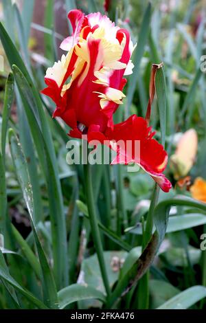 Tulipa gesneriana var dracontia ‘Estella Rijnveld Papagei’ Papagei 10 Estella Rijnveld Papageientulpe - gedrehte cremefarbene Blütenblätter, große rote Flammen, April, Großbritannien Stockfoto