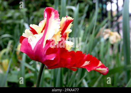 Tulipa gesneriana var dracontia ‘Estella Rijnveld Papagei’ Papagei 10 Estella Rijnveld Papageientulpe - gedrehte cremefarbene Blütenblätter, große rote Flammen, April, Großbritannien Stockfoto