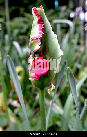 Tulipa gesneriana var dracontia ‘Estella Rijnveld Papagei’ Papagei 10 Estella Rijnveld Papageientulpe - gedrehte cremefarbene Blütenblätter, große rote Flammen, April, Großbritannien Stockfoto