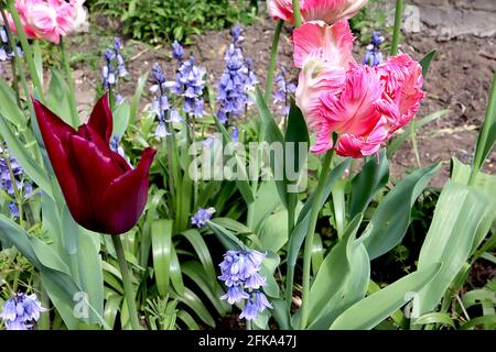 Tulipa gesneriana var dracontia ‘Pink Vision Papagei’ Papagei 10 Pink Vision Papagei Tulpe - verdrehte tiefrosa Blütenblätter, weiße Flamme, grüne Federfarbe, Stockfoto