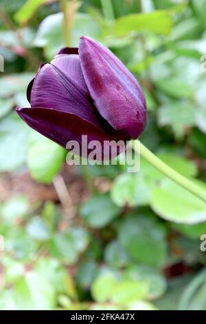 Tulipa ‘Queen of Night’ Single Late 5 Queen of Night Tulpe – dunkelviolette kastanienbraune Blüten, April, England, Großbritannien Stockfoto