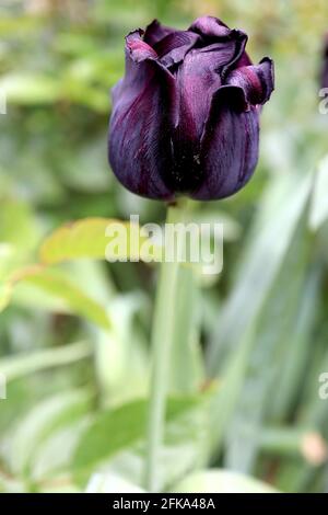 Tulipa ‘Paul Scherer’ Triumph Tulpe 3 Paul Scherer Tulpe – lila schwarze Blüten, April, England, Großbritannien Stockfoto