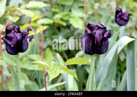 Tulipa ‘Paul Scherer’ Triumph Tulpe 3 Paul Scherer Tulpe – lila schwarze Blüten, April, England, Großbritannien Stockfoto