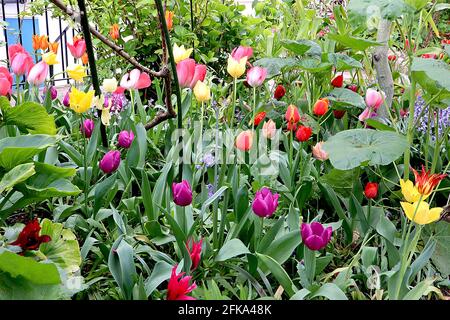 Tulpenmix und Alchemilla mollis Stockfoto