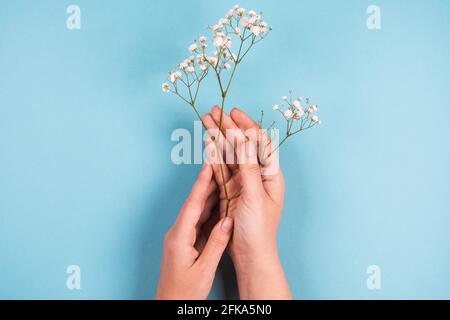 Zarte Blüten von Gypsophila in weiblichen Händen auf einem blauen Hintergrund Stockfoto