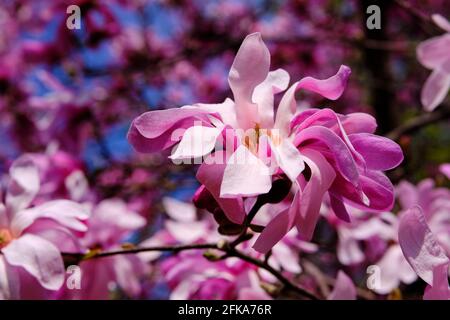 Blüte aus einer Leonard Messel Magnolia in frühlingsrosafarbener Farbe Stockfoto