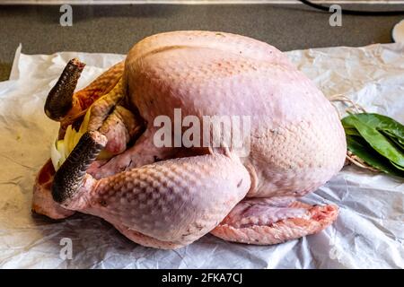 A Free Range Christmas Turkey, Sussex, Großbritannien. Stockfoto