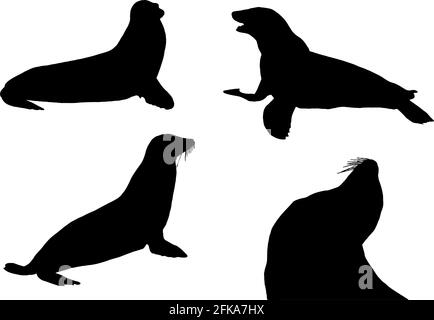 Sea Lion Silhouetten in Schwarz auf weißem Hintergrund Stock Vektor