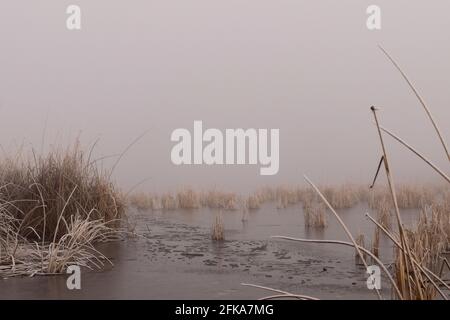 Ein nebliger Morgen beim gefrorenen Tulesumpf im Klamath Wildlife Area in der Nähe des Klamath River, Oregon. Stockfoto