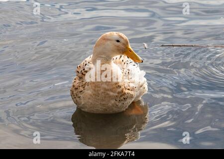 Eine gelbe Ente mit braunen gesprenkelten Paddeln paddelt entlang der Uferpromenade des Lake Ewauna in Klamath Falls, Oregon. Stockfoto