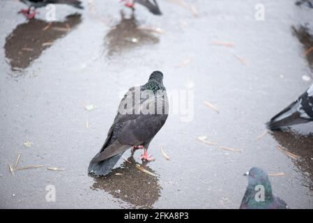 Im Park steht eine Taube unter den Regentropfen Stockfoto