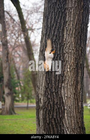 Ein kleines Eichhörnchen steigt von einem Baum im Park herab Stockfoto