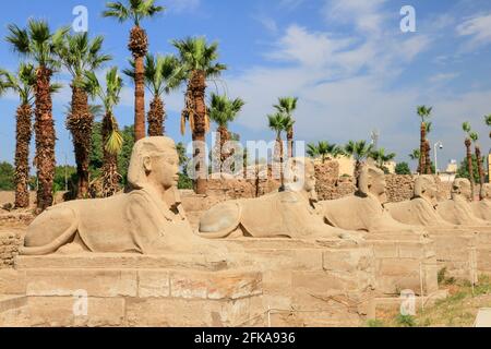 Luxor-Dromos oder Reihe von Sphinx-Statuen im Karnak-Tempel, Luxor, Ägypten Stockfoto