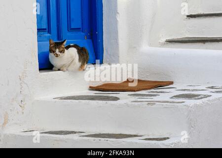 Katze liegt vor der Haustür eines weiß getünchten Gebäudes mit blauer Tür und Treppe, Mykonos, Griechenland Stockfoto