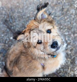 Niedliche gemischte Rasse Pudel Welpen Blick auf Besitzer. Stockfoto