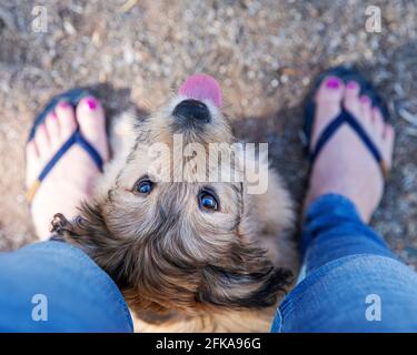 Niedliche Mischrasse Pudel Welpen stehen zwischen den Beinen des Besitzers. Stockfoto