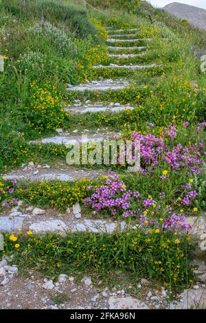 Steintreppe, die in das antike Thera auf den Messavouno Berg mit violetten Blumen führt, Santorini, Griechenland Stockfoto