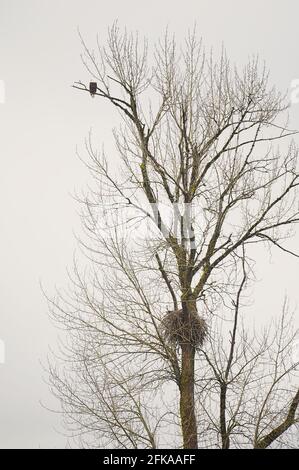 Ein hoher, blattloser Baum mit einem Weißkopfadler (Haliaeetus leucocephalus), der auf der Oberseite thront und Adler auf halbem Weg gegen einen bewölkten Himmel brüten. Stockfoto