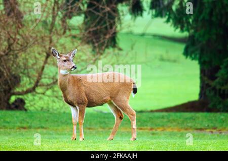 Ein kolumbianischer Schwarzschwanzhirsche (Odocoileus hemionus columbianus), auf einem Golfplatz auf Vancouver Island, B. C., Kanada Stockfoto