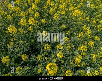 Blühendes Raps, Raps oder Cola (Brassica Napus). Anlage für grüne Energie- und Ölindustrie. Biodiesel. Blühendes Raps. Stockfoto