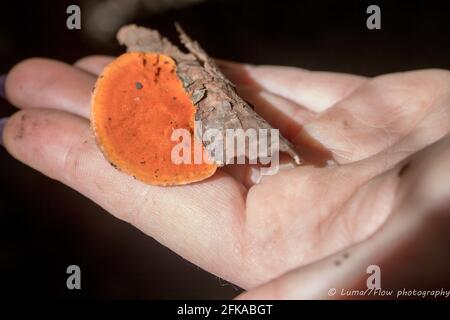 Leuchtend orangefarbener Polyporus, der an einem kleinen Stock befestigt ist, der während eines Naturspaziergangs im australischen Busch im Herbst gefunden wurde. Sonnenlicht erhellt sie Stockfoto