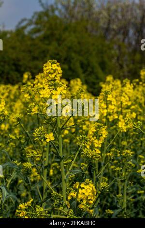 Blühendes Raps, Raps oder Cola (Brassica Napus). Anlage für grüne Energie- und Ölindustrie. Biodiesel. Blühendes Raps. Stockfoto