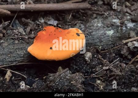 Helloranger Polyporus auf dem Waldboden, der im Herbst bei einem Naturspaziergang im australischen Busch gefunden wurde. An ein Protokoll angehängt Stockfoto