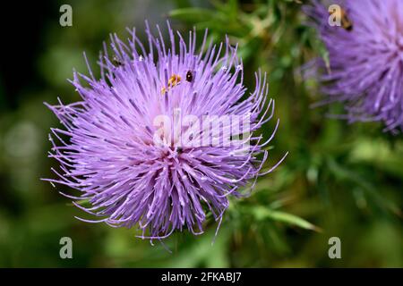 Nahaufnahme einer violetten Distelblüte, die sich auf einem befindet Iowa Prairie Stockfoto