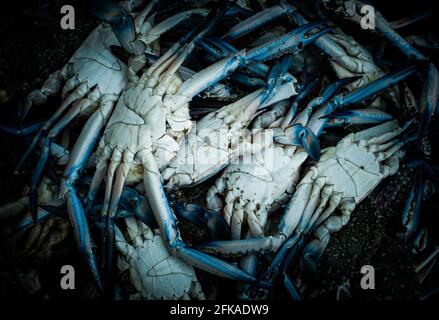 Nahaufnahme der Blaukrabben aus der Nähe. Stockfoto