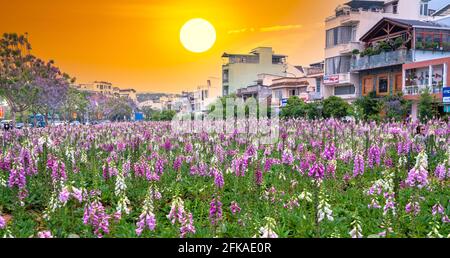 Die im Garten des Stadtparks blühenden Fuchshandschuhblumen locken Touristen an, die am Sommermorgen in Da Lat, Vietnam, Fotos machen und sie besuchen möchten. Stockfoto