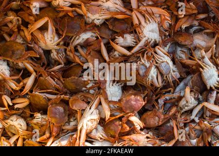 Sammlung großer Mengen roter Seakraben für den Export mit geringer Schärfentiefe. Stockfoto